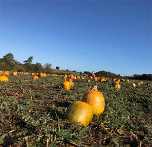 A glorious day on the pumpkin patch at Amerton Farm, Staffordshire